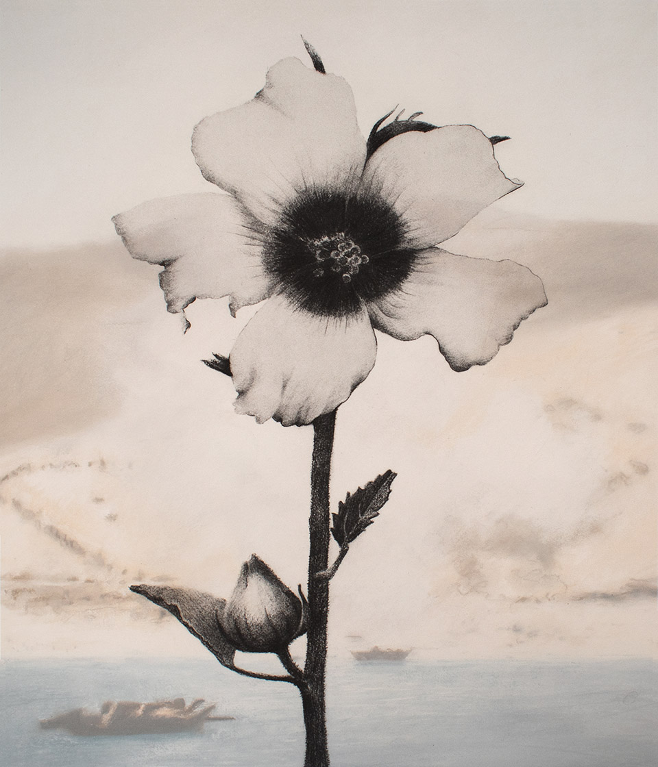 Christine JohnsonFor Frank Cahir, Hibiscus diversifolia2019solar plate engraving and archival pigment print;edition 3/5Courtesy of the artist